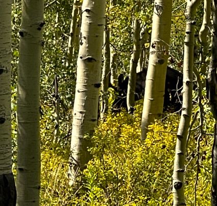 Bull Moose Guardsman Pass