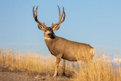 Mule Deer Buck