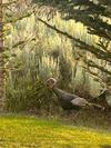 Wild Turkey in Yard at Bear Lake